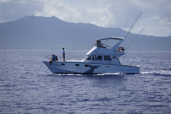 Dolphin & Whale Encounter (Sharing) - Dolswim - Image 4