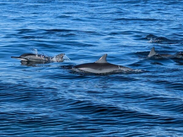 Dolphin and Whale Encounter (Private) - Dolswim - Image 3