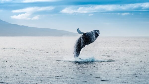 Dolphin and Whale Encounter (Private) - Dolswim - Image 4