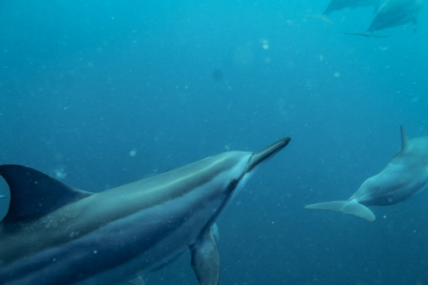 Reve Blue Discovery (Private) Dolphin and Whale Encounter - Dolswim - Image 2