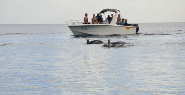 Reve Blue Discovery (Private) Dolphin and Whale Encounter - Dolswim