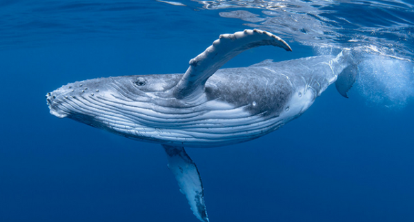 Reve Blue Discovery (Private) Dolphin and Whale Encounter - Dolswim - Image 5