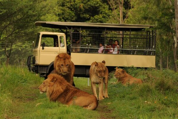 Ultimate Safari Experience | Casela Nature Parks