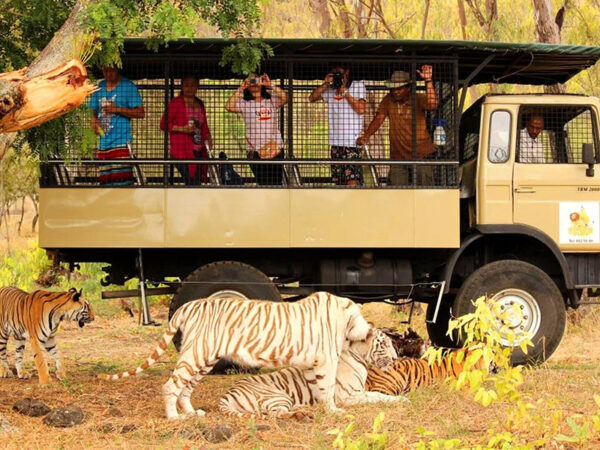 Ultimate Safari Experience | Casela Nature Parks - Image 3