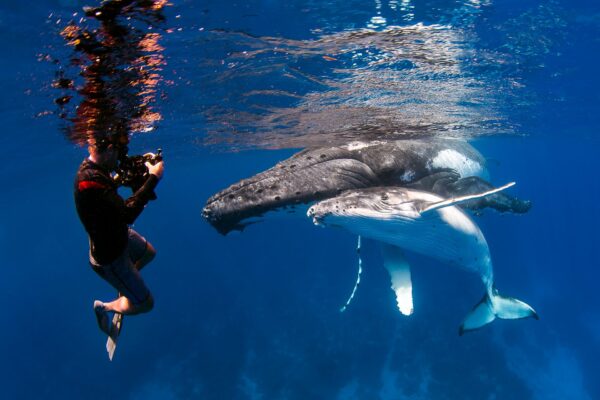 The Whales & Cachalot Fiesta (Swimming with whales) "High Seas" – 8 People per Boat - Image 2