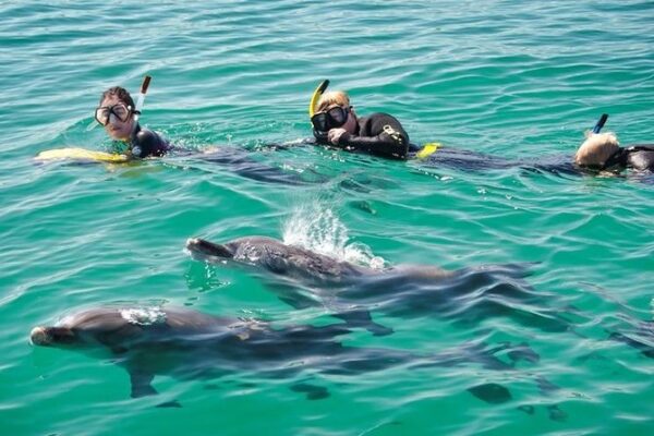 Excursion- Swim with Dolphins + Visit to Crystal Rock - 8 people per boat - Image 3