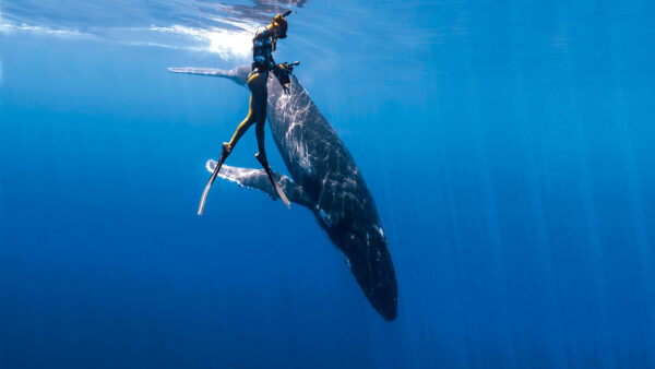 The Whales & Cachalot Fiesta (Swimming with whales) "High Seas" – 8 People per Boat - Image 3