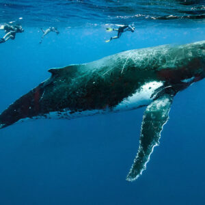The Whales & Cachalot Fiesta (Swimming with whales) "High Seas" – 8 People per Boat