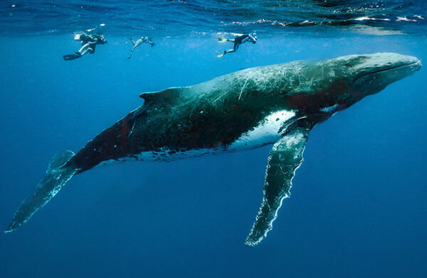 The Whales & Cachalot Fiesta (Swimming with whales) "High Seas" – 8 People per Boat